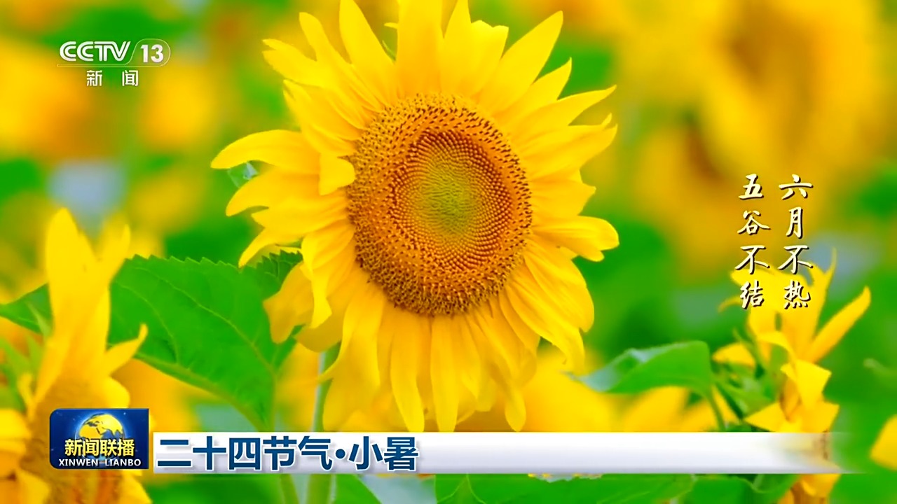 广州市番禺中心医院黄牛号贩子票贩子代网上预约代挂号电话文化中国行丨二十四节气·小暑